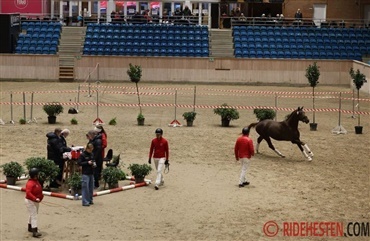 Har du et hingsteemne i stalden?