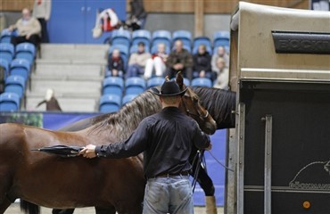 12 heste til clinic