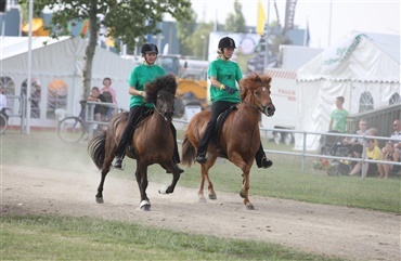 Islandske heste spiller snart med musklerne i Nordjylland