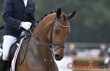 Dansk UVM-hest er nu konehest igen