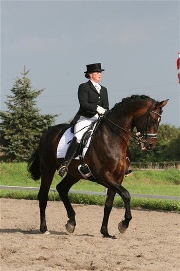 Falster Dressage 2007