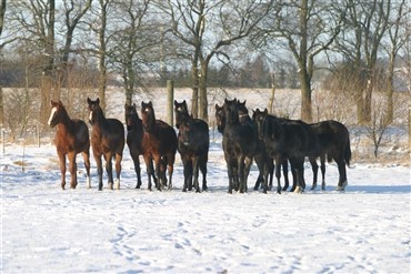 Hestehold om vinteren