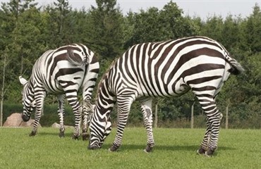 Kend din zebra p&aring; striberne