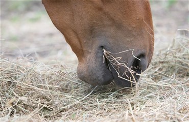 Forskellige heste har lige stor nytte af grovfoder