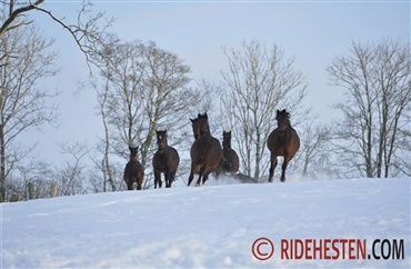 Hestetrailer v&aelig;ltede i snevejret