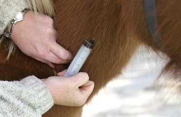 Kr&aelig;ftvaccine til heste