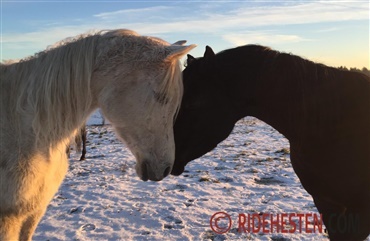 N&aring;r hesten skifter vinterpels: Det skal du vide