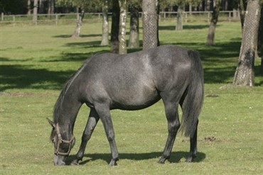 Fuld hest faldt i poolen