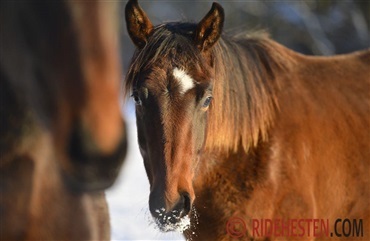 N&aring;r plagen skal flytte hjemmefra 
