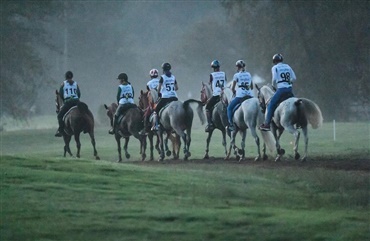Flere d&oslash;de heste under distance i UAE