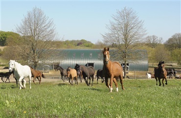 Oplev hestene hos Nyt Hesteliv blive lukket p&aring; gr&aelig;s