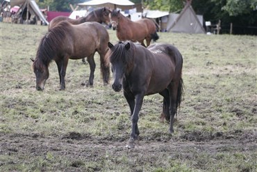 Hesteejer forenet med bortl&oslash;bne dyr