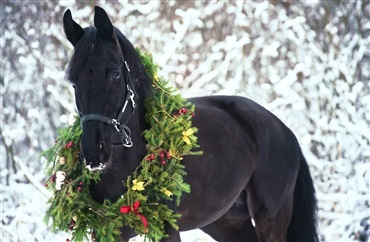 Juletraditioner med heste