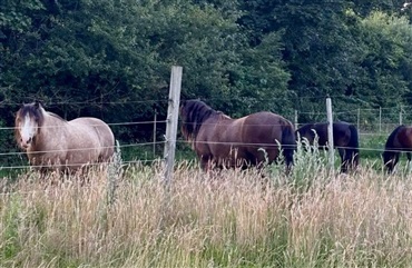 Hesteejer fra ulveomr&aring;de: Forebyggelse er afg&oslash;rende