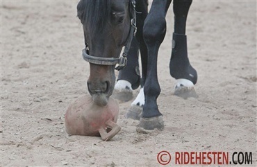 Kan bolde og spejle g&oslash;re din hest gladere?