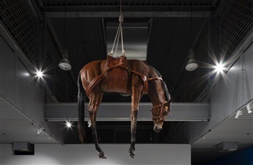 Kunstmuseum h&aelig;nger udstoppet hest i loftet 