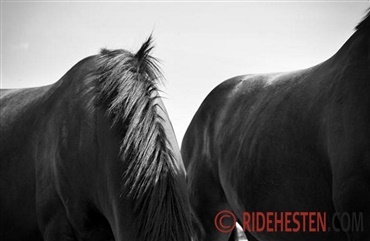 Beskyt din hest mod tyve ved hj&aelig;lp af DNA