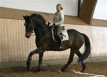 Ny dansk hest til Bechtolsheimer