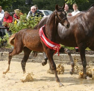 Blue Hors F&oslash;lchampionat 2007