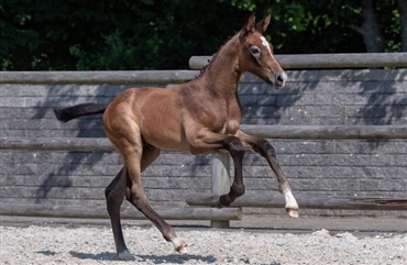 Breeders Foal Auction er nu online ved Campen Auktioner A/S