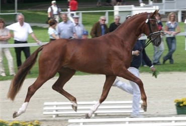 Blue Hors Don Schufro datter overlegen i Rastede