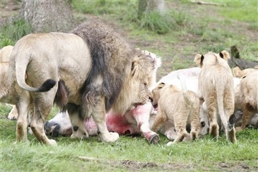 Se l&oslash;verne spise hest