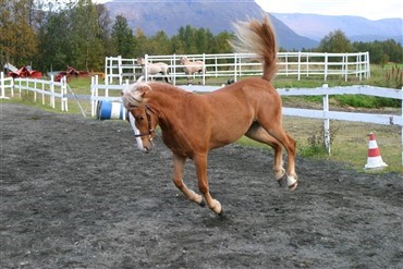 Hest p&aring; k&oslash;rebanen