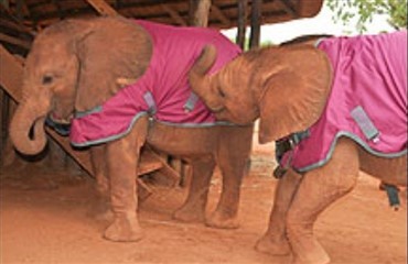 Babyelefanter i hested&aelig;kkener