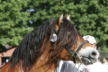 Roskilde Dyrskue m&aring;ske kun med heste