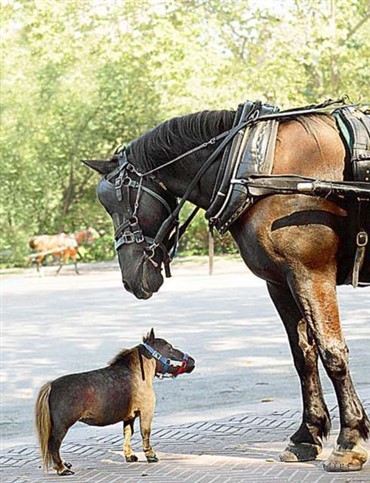 Tommelise - verdens mindste hest