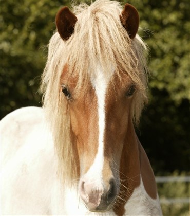 Islandske heste i sponsoraftale med Dansk Hesteforsikring