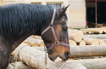 Hestens krybbebidning er en m&aring;de at d&aelig;mpe stress