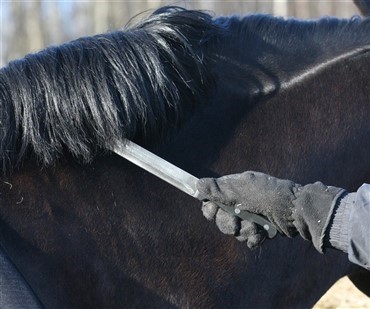 Heste skamferet med knive