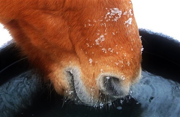 Tips til at holde hestens vand frostfrit