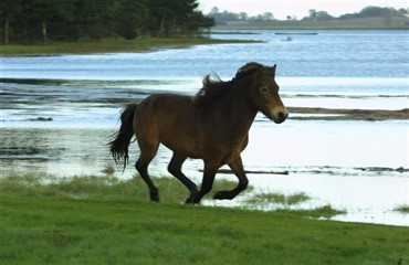 Heste er Langelands st&oslash;rste turistattraktion