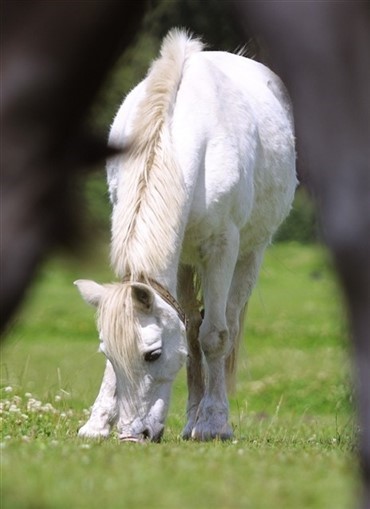 Hest mishandlet