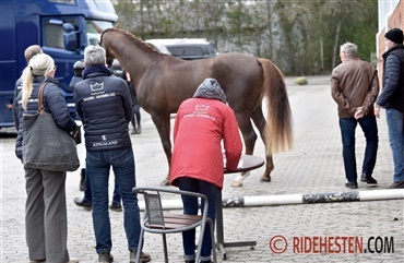 Hingstene m&oslash;der til 35-dages test