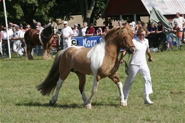 K&oslash;b islandske heste nu - og tjen p&aring; det!