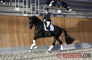 Kilen med 3 heste til UCH i 2 discipliner