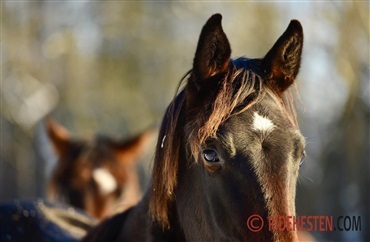 Nu kan du blive udviklingskonsulent