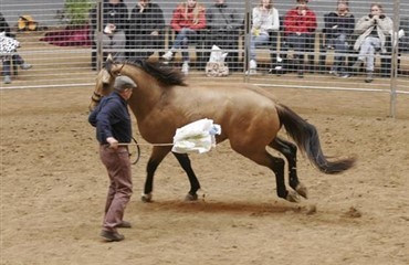 Analyse af Monty Roberts’ metoder