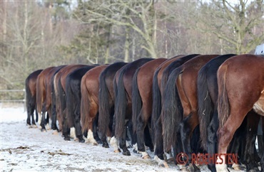 2 mio til forbedring af hestevelf&aelig;rd