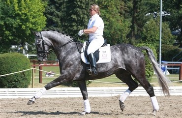 Danske 6-&aring;rs heste klar til finalen