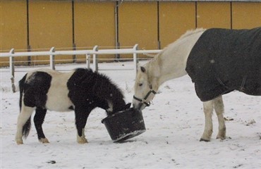 Flere heste passes ikke ordentligt i vintervejret