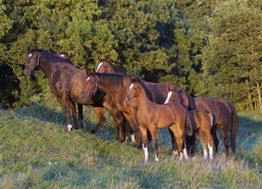 50.000 i bod for at s&aelig;lge invalid hest