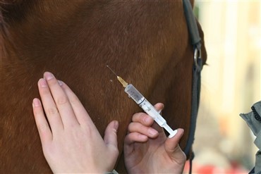 Uenighed om hesteinfluenza i Australien