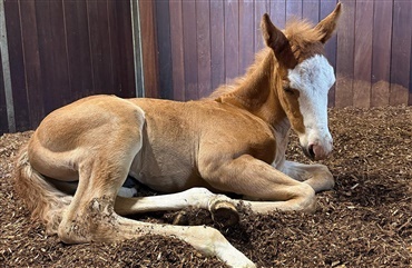 Et naturligt udgangspunkt og en f&aelig;lles ambition