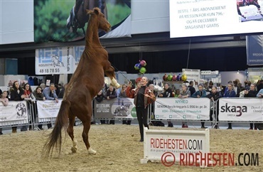 G&aring; ikke glip af Hiller&oslash;d Horse Show