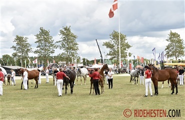 Landsskuet i Herning er i fuld gang