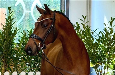 DV'ere til hingstek&aring;ring i Verden